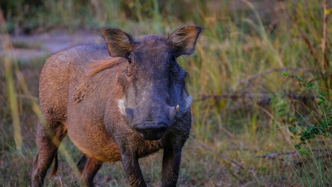 Ein Jahr nach erstem Fall von ASP im Rheingau Taunus Kreis: Keine neuen Nachweise seit Februar