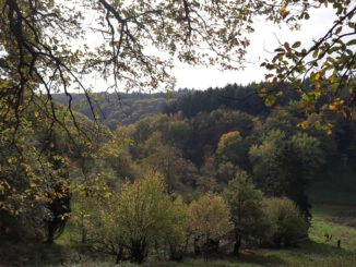 Eltville markiert neuen Rundwanderweg in Rauenthal mit Aussichtspunkten und Streuobstwiesen