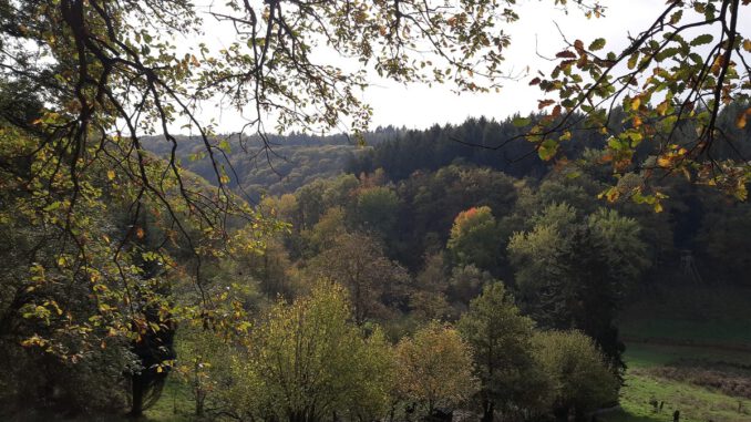 Eltville markiert neuen Rundwanderweg in Rauenthal mit Aussichtspunkten und Streuobstwiesen