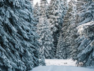 Weihnachtsbäume aus dem Wald: Forstamt Rüdesheim lädt zur Auswahl und zum Selbstschlag in Rauenthal