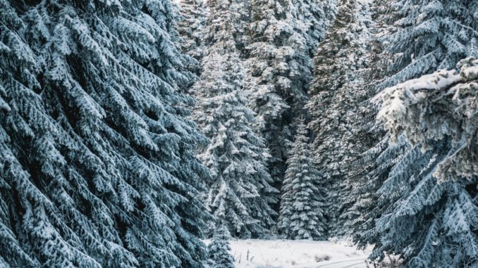Weihnachtsbäume aus dem Wald: Forstamt Rüdesheim lädt zur Auswahl und zum Selbstschlag in Rauenthal