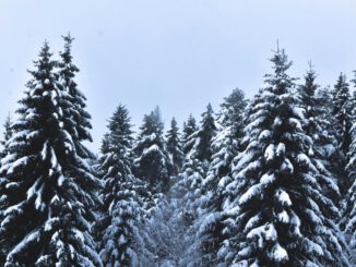 Weihnachtsbäume aus dem Wald: Verkauf in Rauenthal am 20. Dezember